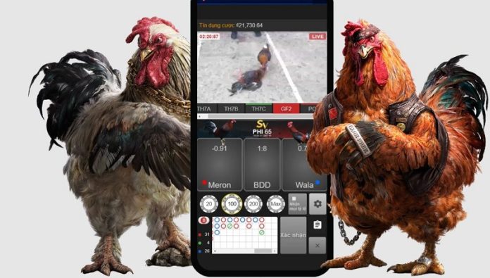 da-da-EK88 Đá gà EK88 cung cấp nhiều mức cược khác nhau cho người chơi lựa chọn